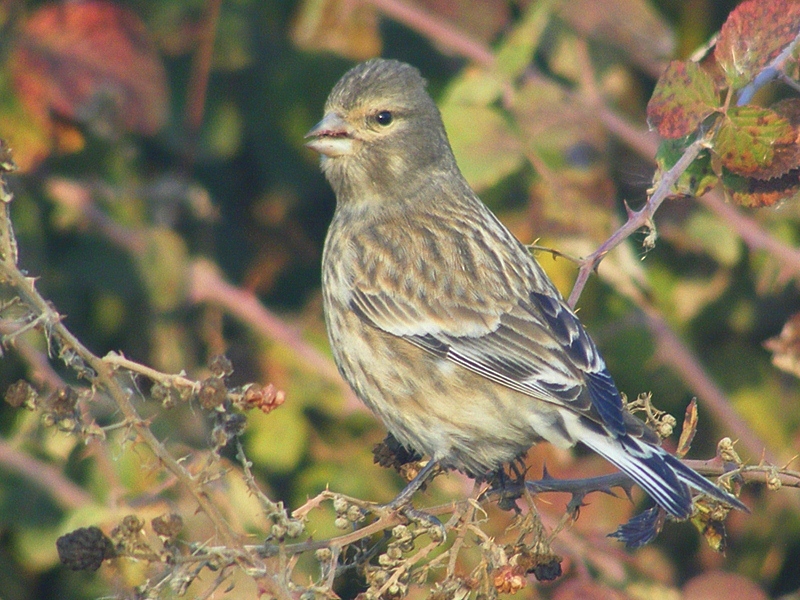 Common Linnet