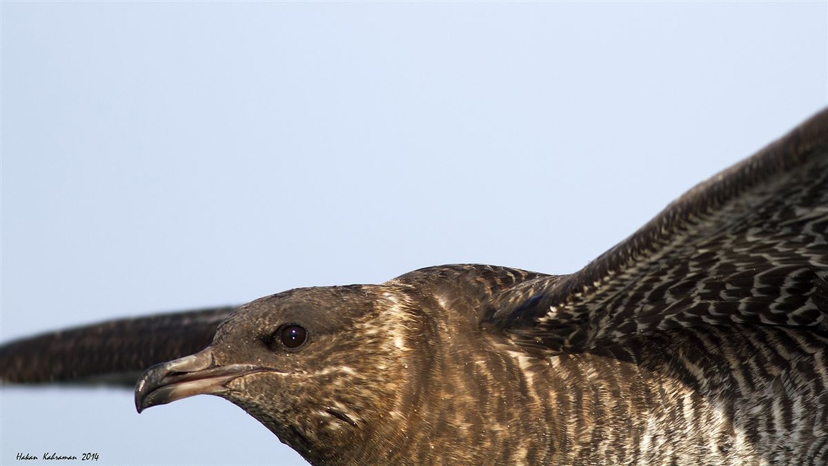 Pomarine Jaeger