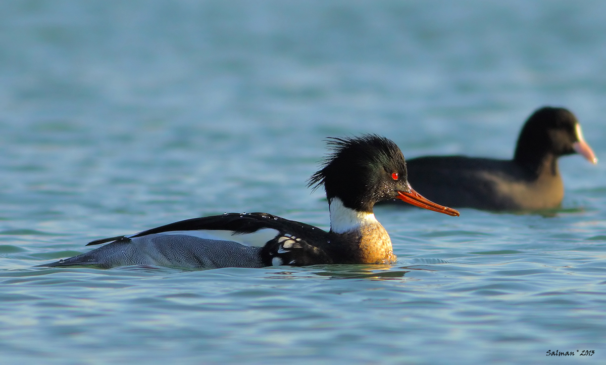 Red-breasted Merganser