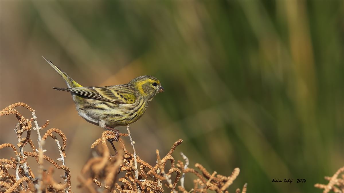 European Serin