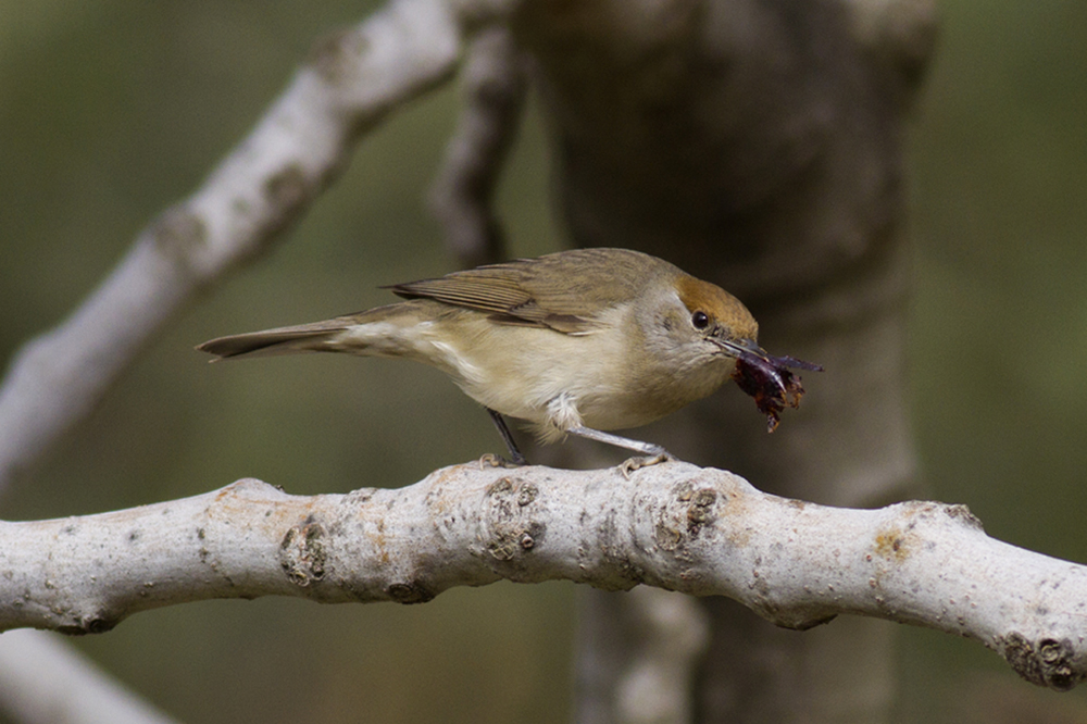 Eurasian Blackcap