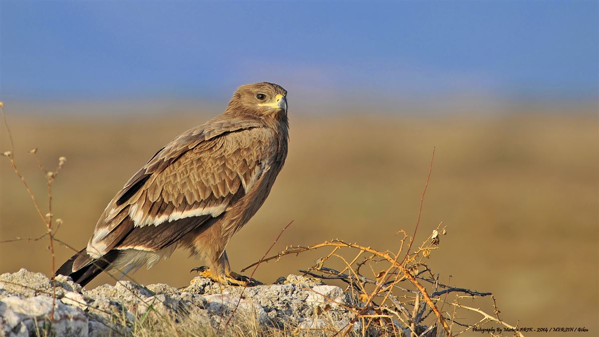 Bozkır kartalı