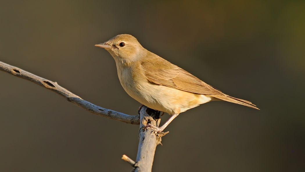 Garden Warbler