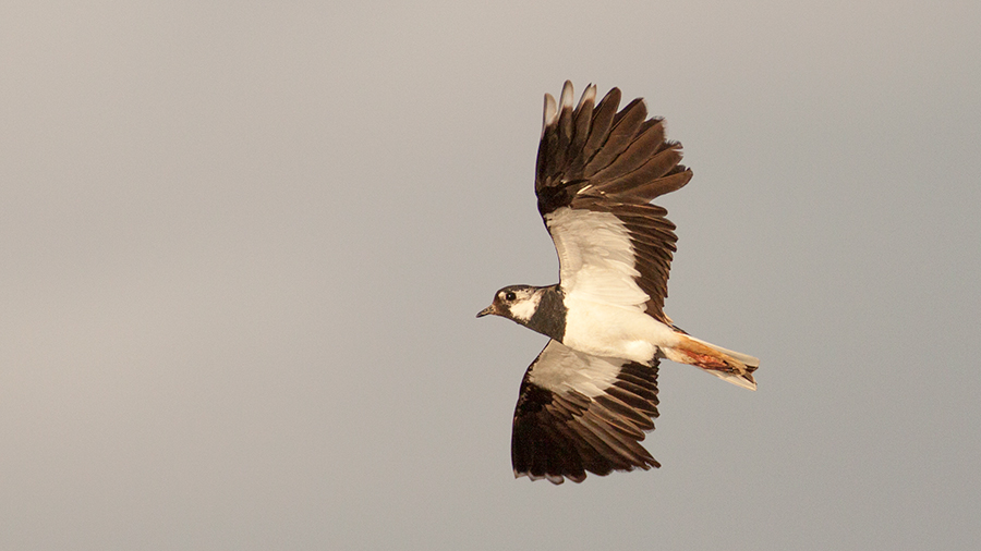 Northern Lapwing