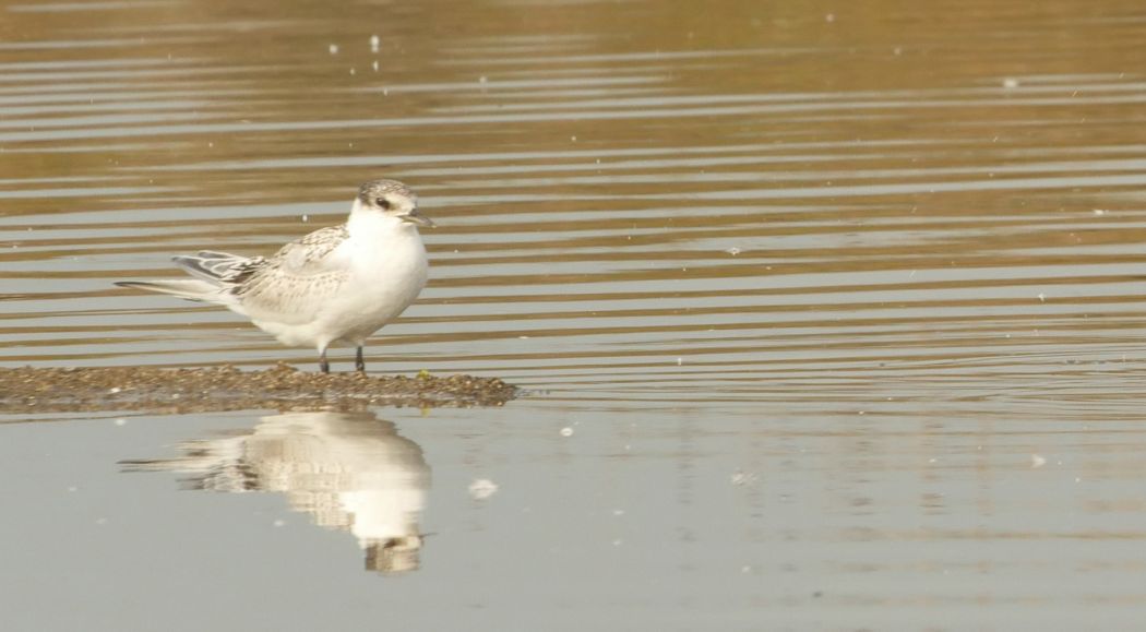 Sandwich Tern