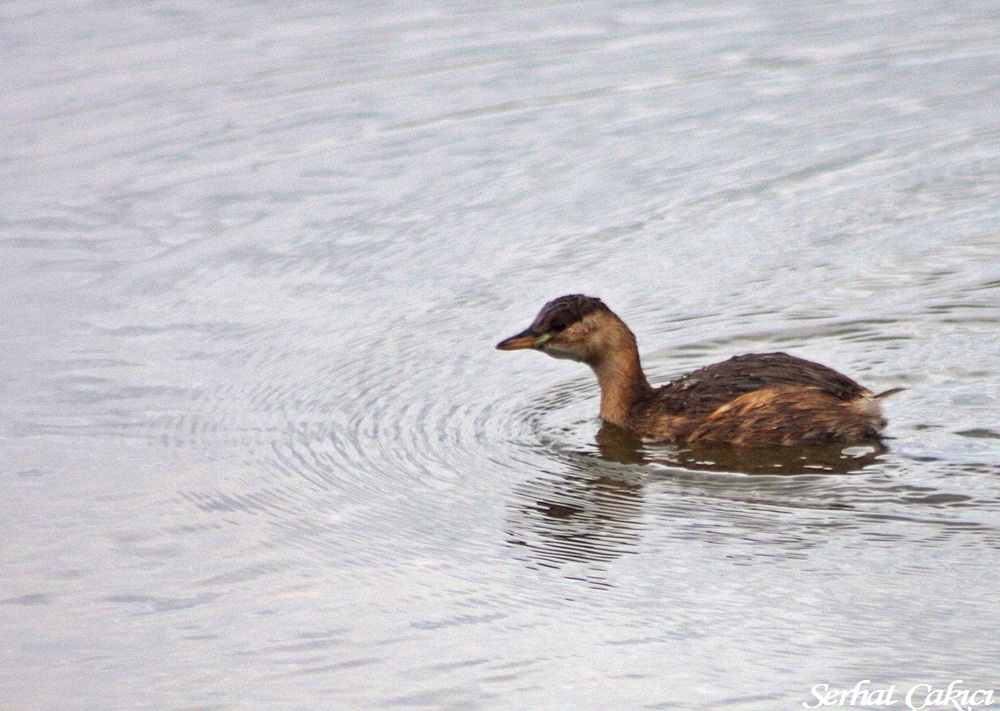 Little Grebe