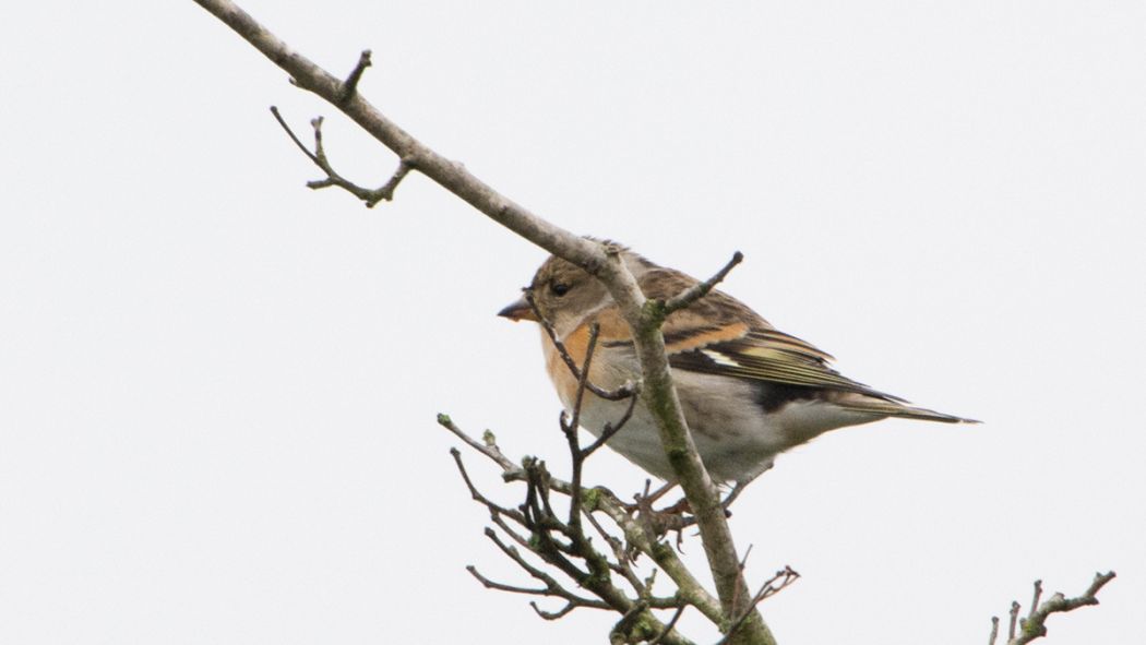 Brambling