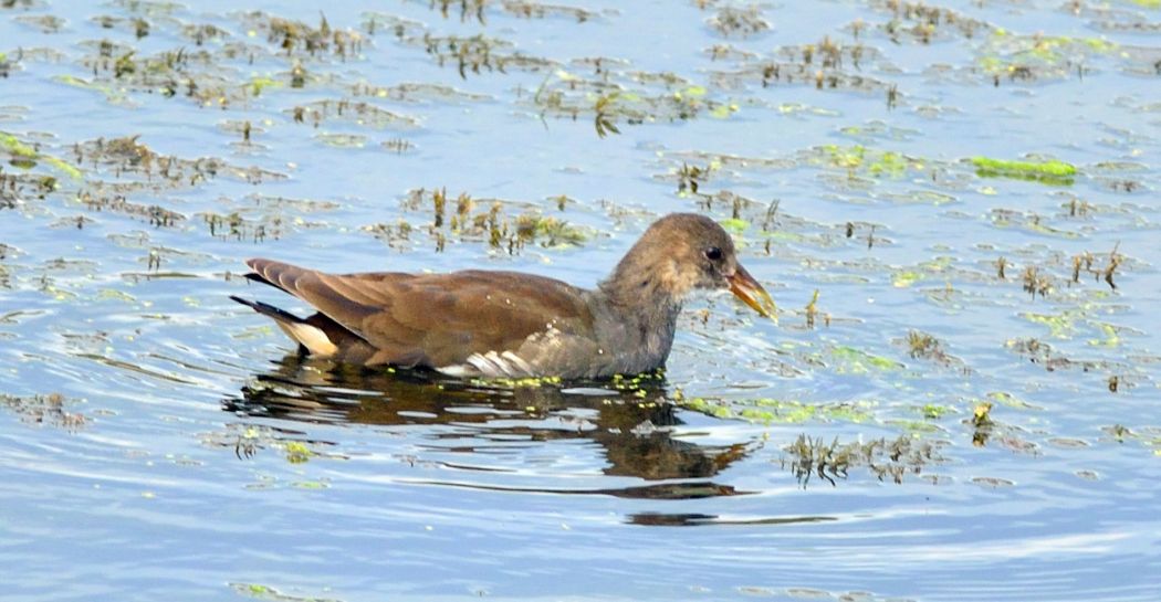 Common Moorhen