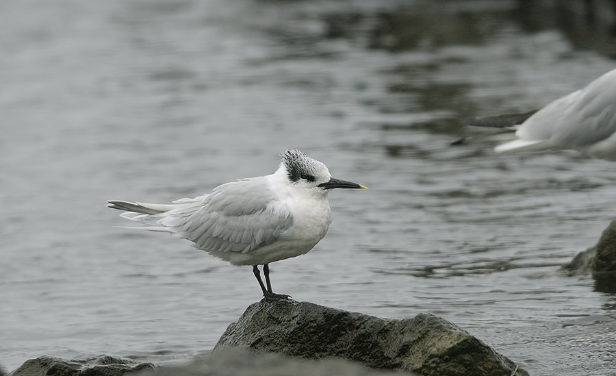 Sandwich Tern