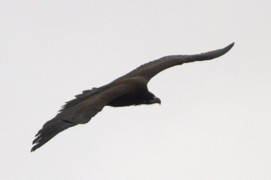 Cinereous Vulture