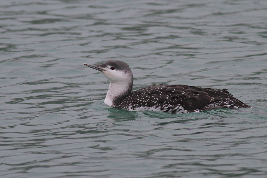 Red-throated Loon