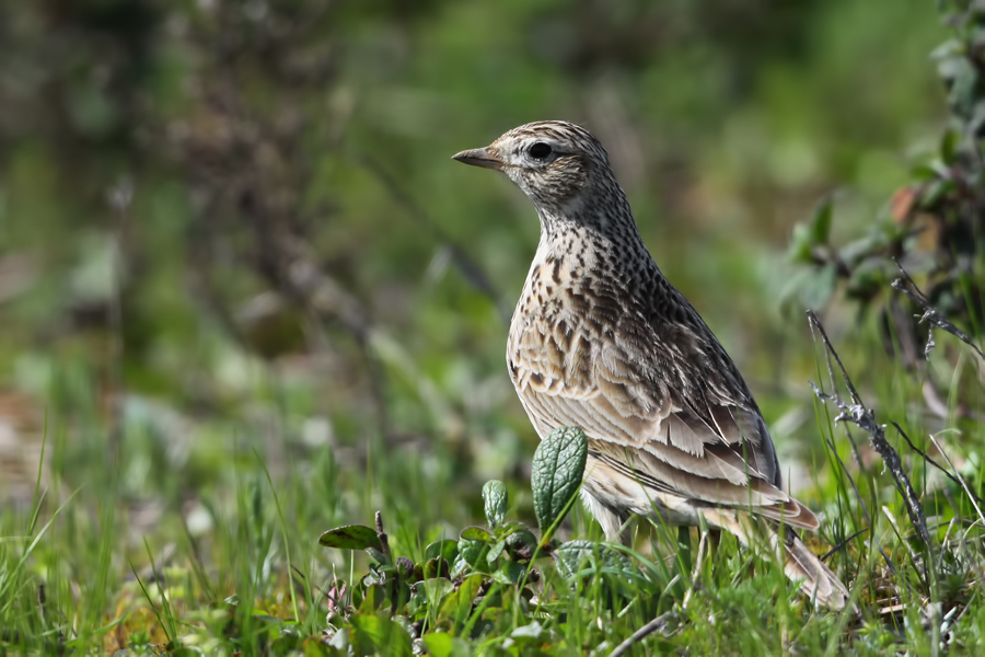 Eurasian Skylark