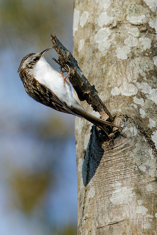 Eurasian Treecreeper