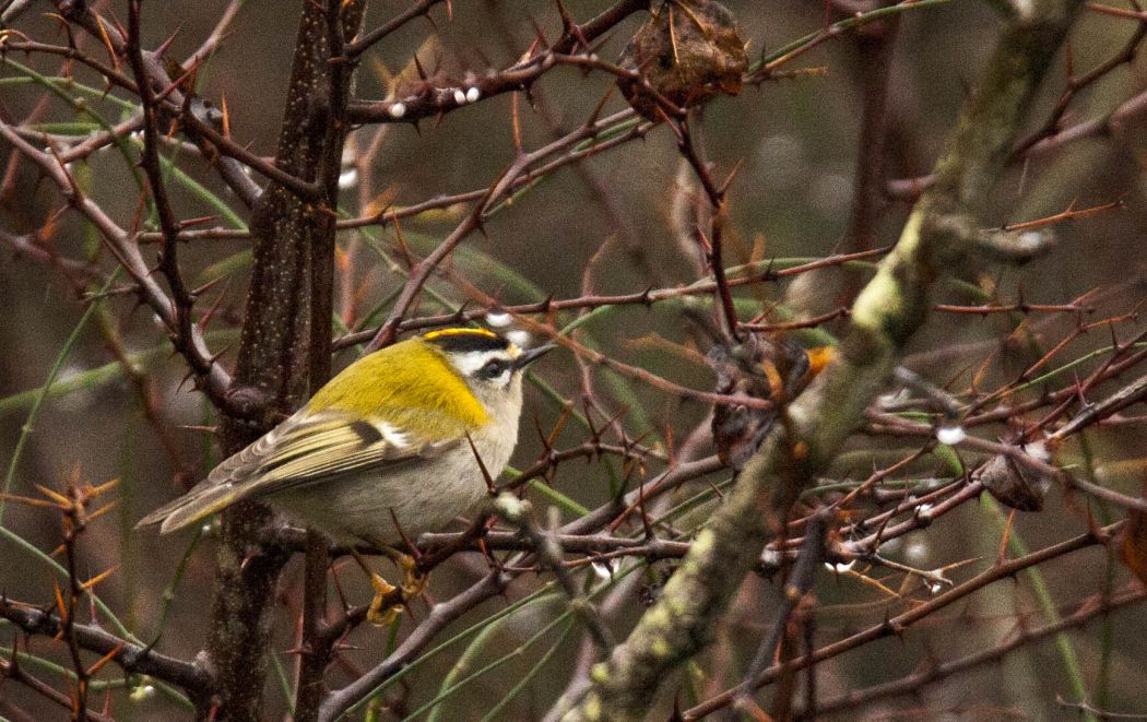 Common Firecrest