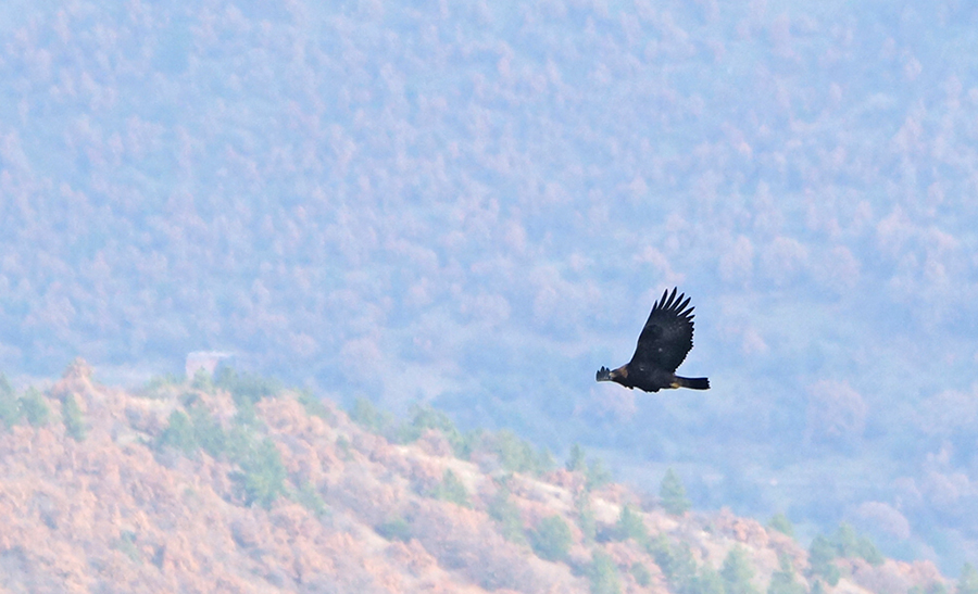 Golden Eagle