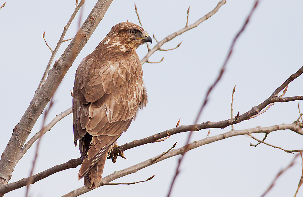 Common Buzzard