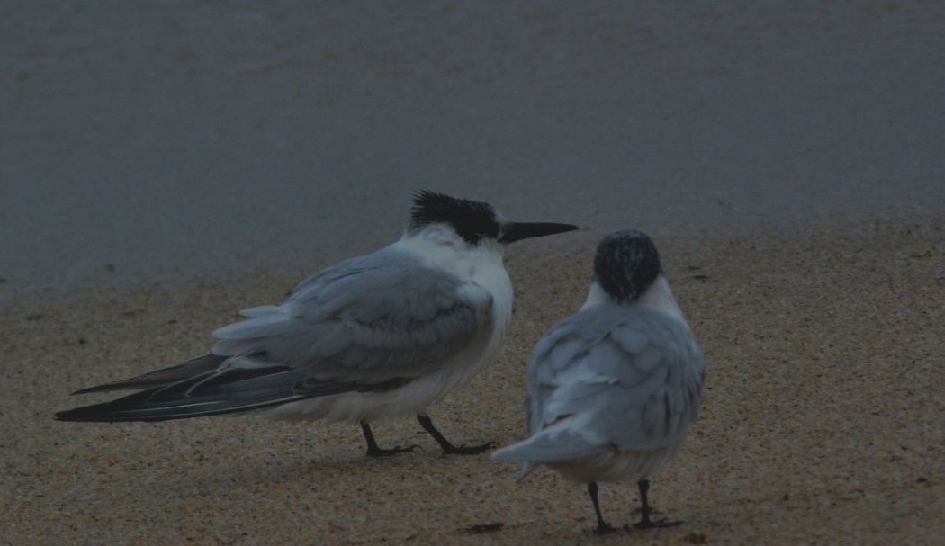 Sandwich Tern