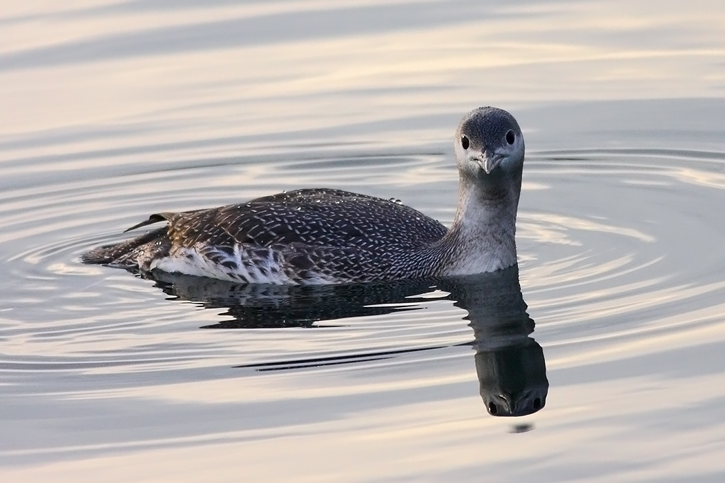 Red-throated Loon