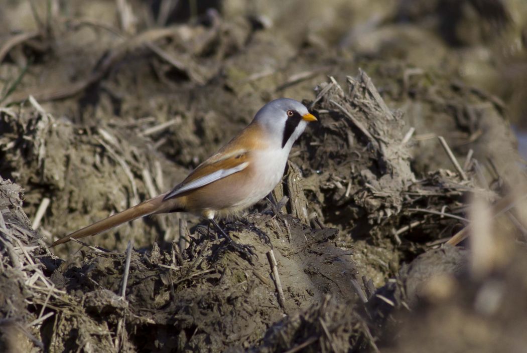 Bearded Reedling