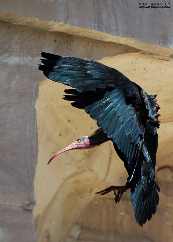 Northern Bald Ibis