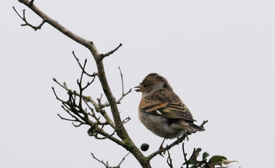 Brambling