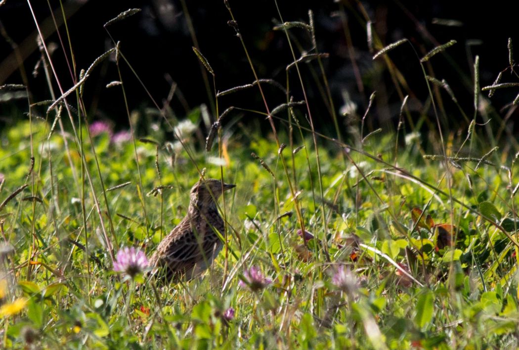 Eurasian Skylark