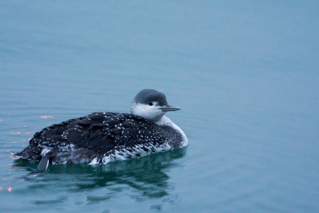 Red-throated Loon