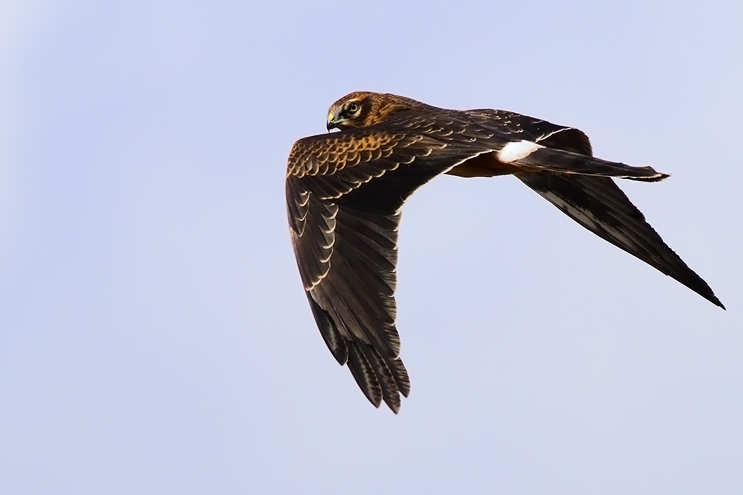 Montagu`s Harrier