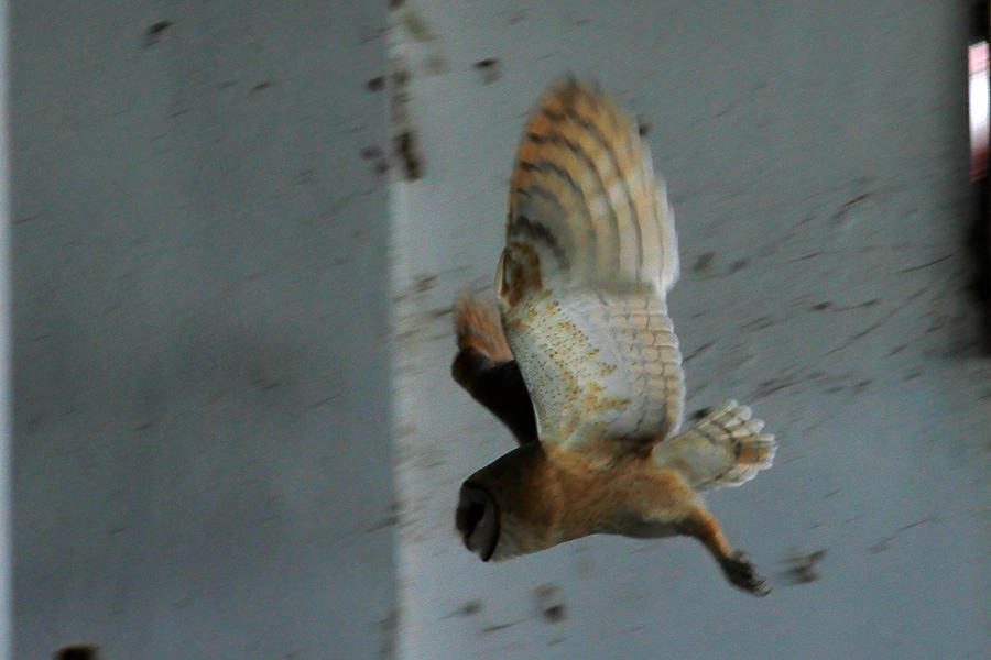 Western Barn Owl