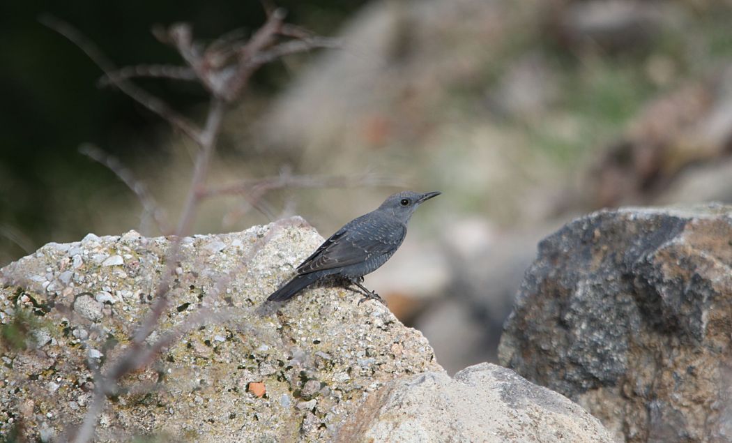 Blue Rock Thrush