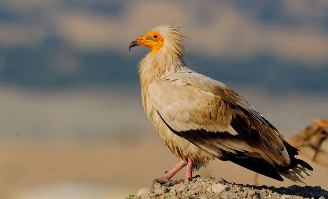Egyptian Vulture