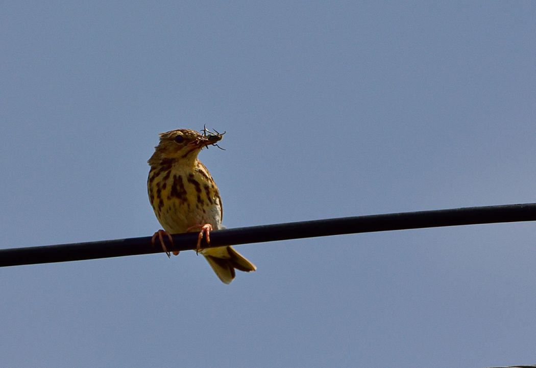 Tree Pipit