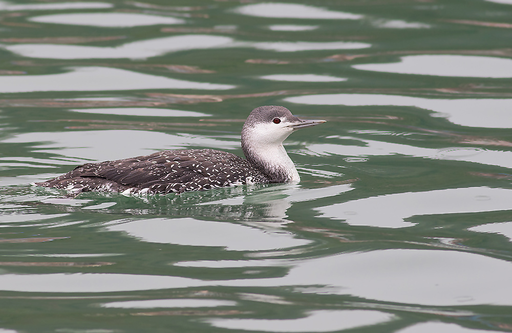 Red-throated Loon