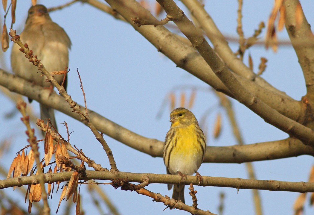 European Serin
