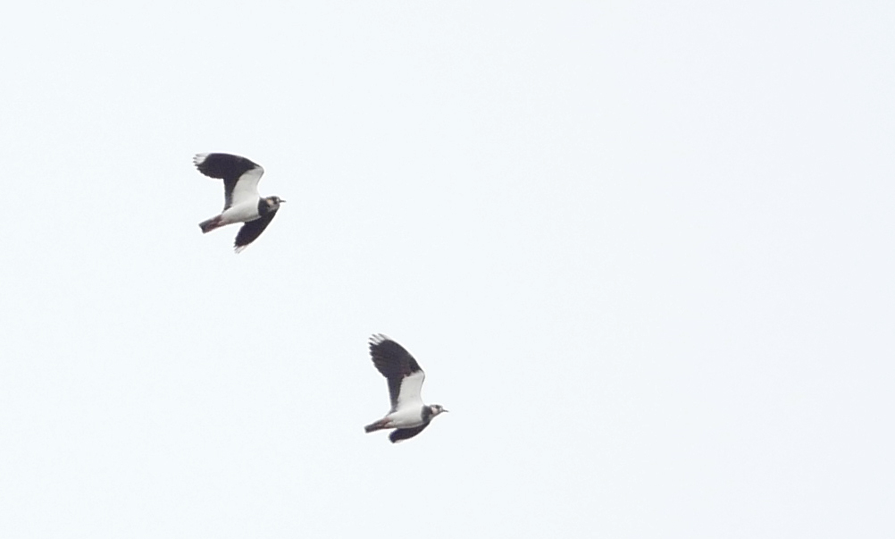 Northern Lapwing