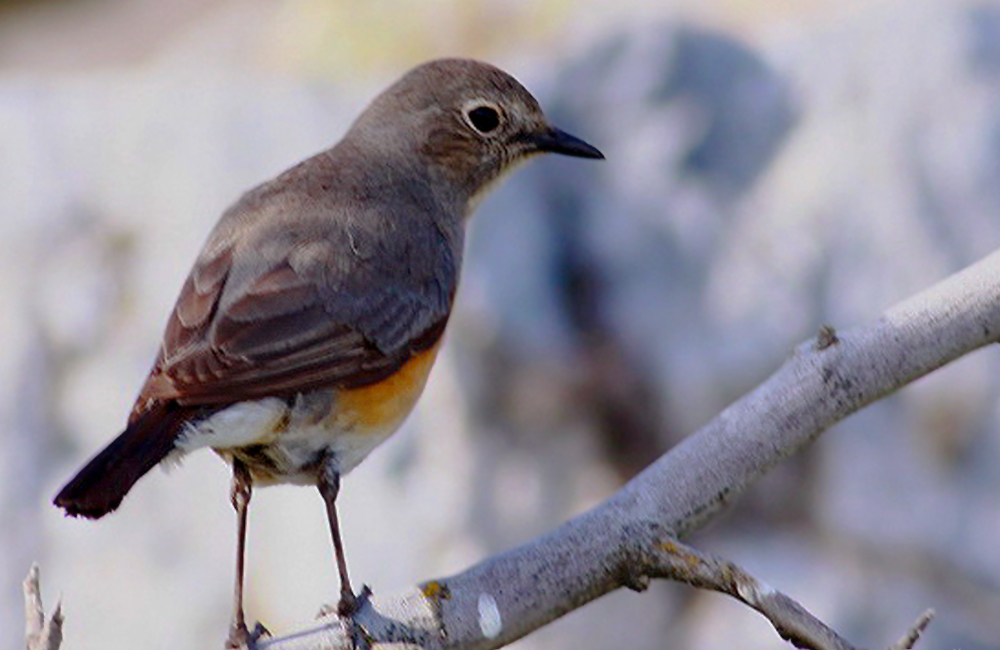 White-throated Robin