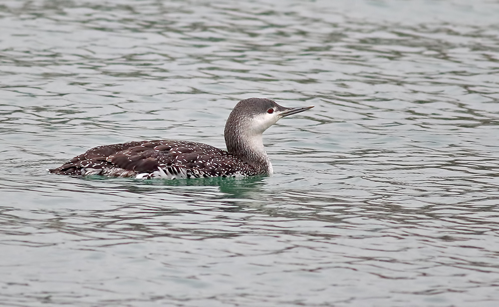 Red-throated Loon