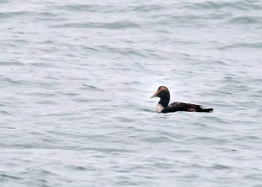 Common Eider