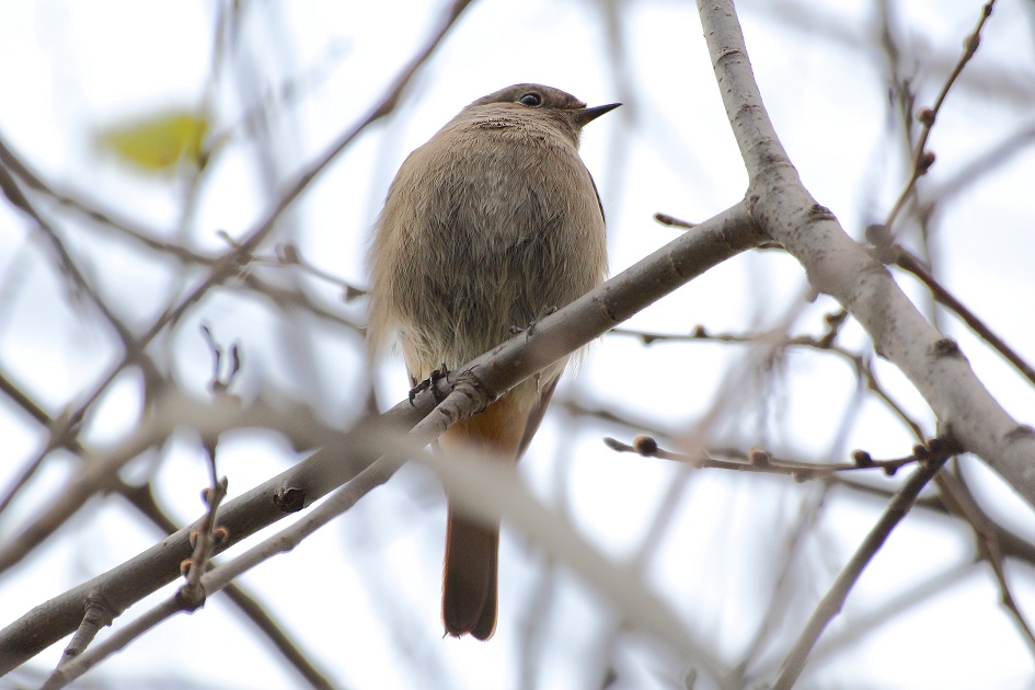 Black Redstart
