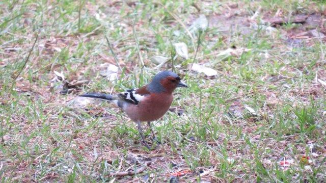 Eurasian Chaffinch