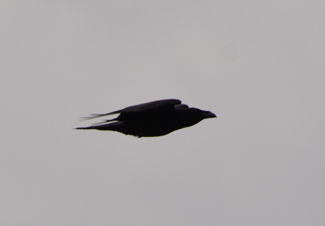 Northern Raven