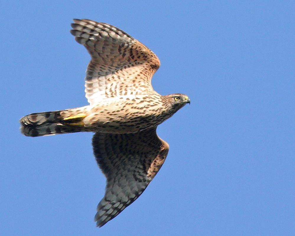 Eurasian Goshawk