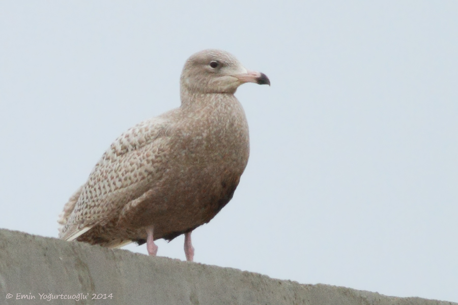 Glaucous Gull