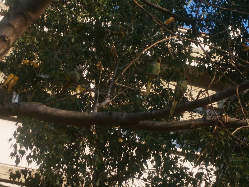 Rose-ringed Parakeet