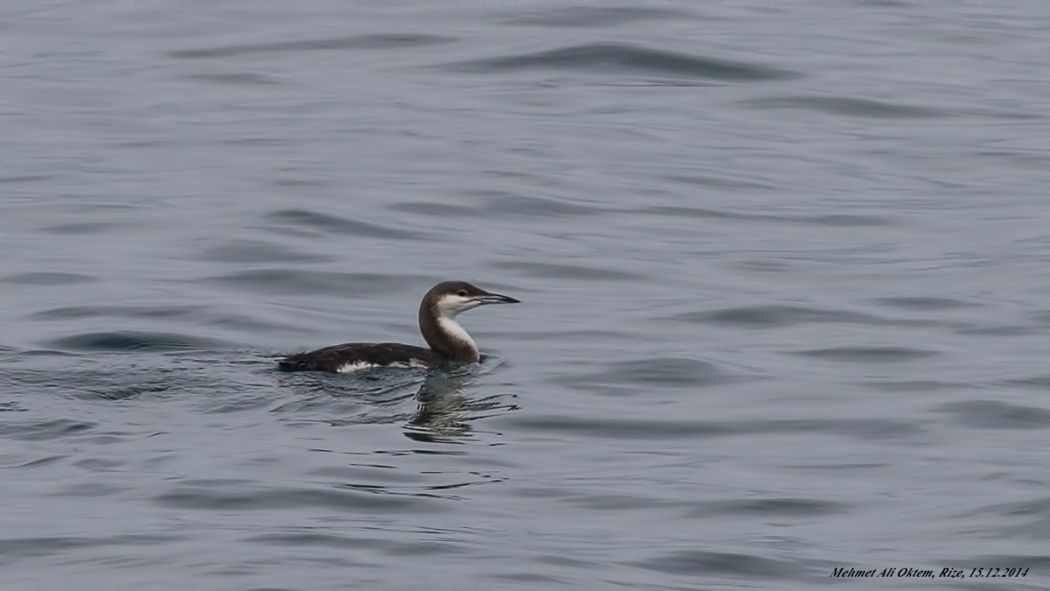 Black-throated Loon