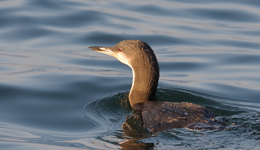 Black-throated Loon