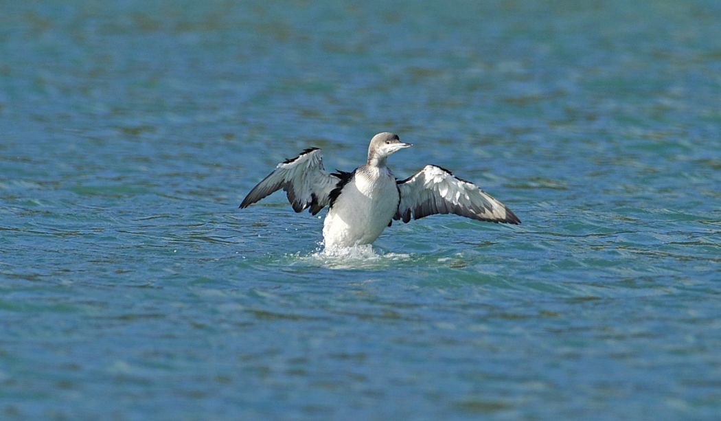Black-throated Loon