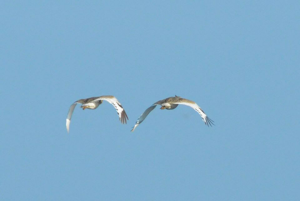 Little Bustard