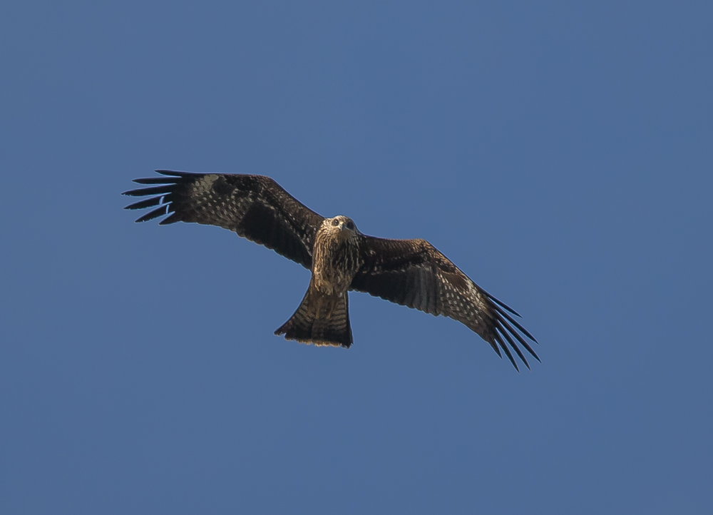 Black Kite