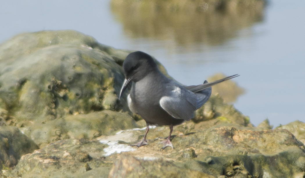 Black Tern